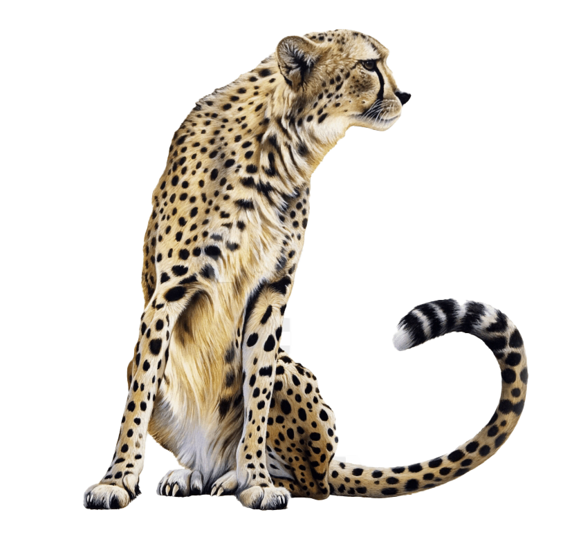 cheetah cat