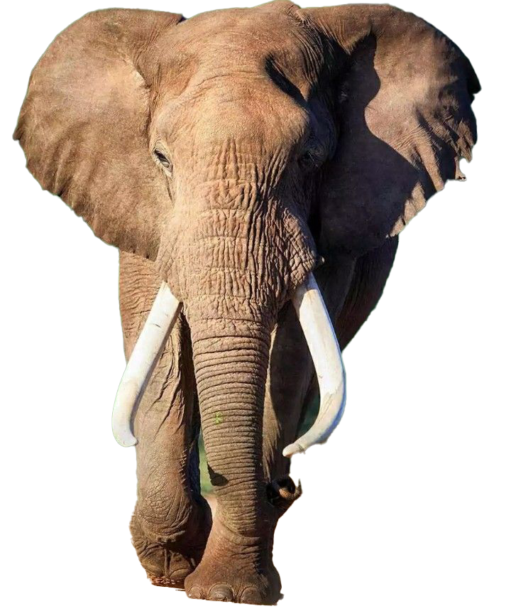 elephant male